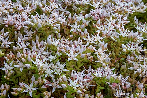 White_stonecrop_Sedum_album_in_bloom_Pyrenees