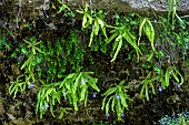 Long-leaved butterwort (Pinguicula longifolia) in Aragon, common in Ordessa Mont Perdu NP, on oozing rocky ledges. Pyrenees