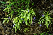 Long-leaved butterwort (Pinguicula longifolia) in Aragon, common in Ordessa Mont Perdu NP, on oozing rocky ledges. Pyrenees