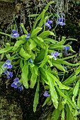 Long-leaved butterwort (Pinguicula longifolia) in Aragon, common in Ordessa Mont Perdu NP, on oozing rocky ledges. Pyrenees