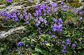Pyrenean violet (Ramonda myconi) endemic to the Pyrenean massif, Ordessa NP, Aragon. It is one of the rare angiosperms capable of revivification (reversible dehydration and hydration).