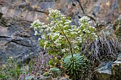 Pyrenean Saxifrage (Saxifraga longifolia), monocarpic plant of limestone cliffs. Endemic to the Pyrenees and northern Iberia.