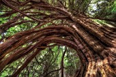 Monumental yew, several hundred years old, in Aragon. Taxus baccata - a dozen enormous (4 m. diameter, 15 m high) and therefore very old yews were discovered and have since been protected in a steep, isolated forest in the upper Bujaruelo valley - Taxos de Crapera - Ordesa-Viñamala Biosphere Reserve. Huesca, Aragon, Spain