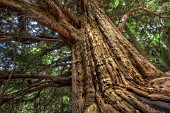 Monumental yew, several hundred years old, in Aragon. Taxus baccata - a dozen enormous (4 m. diameter, 15 m high) and therefore very old yews were discovered and have since been protected in a steep, isolated forest in the upper Bujaruelo valley - Taxos de Crapera - Ordesa-Viñamala Biosphere Reserve. Huesca, Aragon, Spain