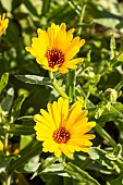 Pot Marigold, Calendula officinalis Simplicity, flowers