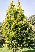 Golden Sweet bay, Laurus nobilis Aurea