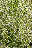 Dwarf Catmint Triomphator, Calamintha nepeta Triomphator, flowers