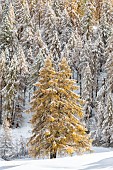 First snow on the Larches (Larix decidua), Montgenevre, Hautes-Alpes, France