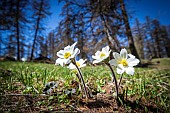 Hike to Tête dOréac (2088 m), European thimbleweed (Anemone nemoros), Briançonnais region, Vallouise valley, LArgentière-la-Bessée, Ecrins National Park, Hautes-Alpes, France