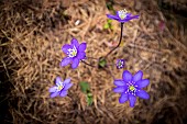 Hepatica (Anemone hepatica), combe de Narreyroux Sousteyran, Puy-Saint-Vincent, Ecrins National Park, Hautes-Alpes, France