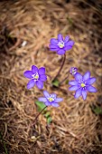 Hepatica (Anemone hepatica), combe de Narreyroux Sousteyran, Puy-Saint-Vincent, Ecrins National Park, Hautes-Alpes, France