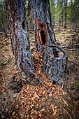 Larch tree hollowed out by a woodpecker, combe de Narreyroux Sousteyran, Puy-Saint-Vincent, Ecrins National Park, Hautes-Alpes, France