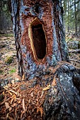 Larch tree hollowed out by a woodpecker, combe de Narreyroux Sousteyran, Puy-Saint-Vincent, Ecrins National Park, Hautes-Alpes, France