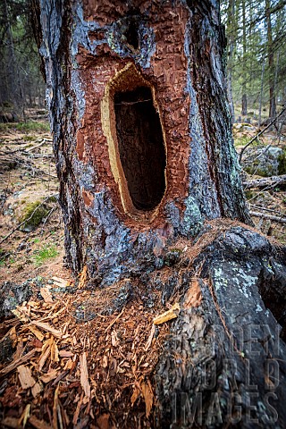 Larch_tree_hollowed_out_by_a_woodpecker_combe_de_Narreyroux_Sousteyran_PuySaintVincent_Ecrins_Nation