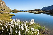 White balls of Scheuchzers cottongrass (Eriophorum scheuchzeri) at Lac de lEychassier (2770 m), Queyras Regional Nature Park, Hautes-Alpes, France