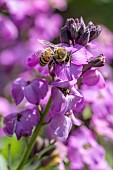 Honey Bee (Apis mellifera) feeding on flowering Wallflower (Erysimum sp.) Winter Joy, Gard, France