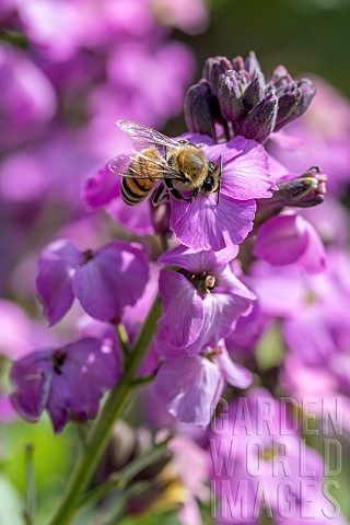 Honey_Bee_Apis_mellifera_feeding_on_flowering_Wallflower_Erysimum_sp_Winter_Joy_Gard_France
