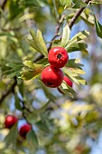 Azaroles (Crataegus azarolus) on the tree in October, Herault, France