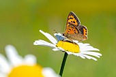 Small Copper (Lycaena phlaeas) foraging on a daisy in autumn, Piedmont, Italy