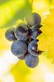 Cluster of black grape left on the vine after the harvest, Barolo, Langhe Roero and Monferrato, Province of Cuneo, Piedmont, Italy