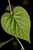 Heart-shaped leaf of Purple Ipomoea (Ipomoea purpurea) of Morning Glory (Ipomoea purpurea)