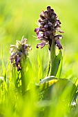 Giant Orchid (Himantoglossum robertianum), flowers