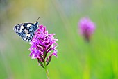 Marbled White (Melanargia galathea) male posed on a pyramidal orchid (Anacamptis pyramidalis) in spring in a meadow