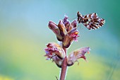 Weavers fritillary (Boloria dia) on orobanche