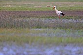 White stork (Ciconia ciconia) on a wetland in the Cotentin and Bessin Regional Park, Normandy, France