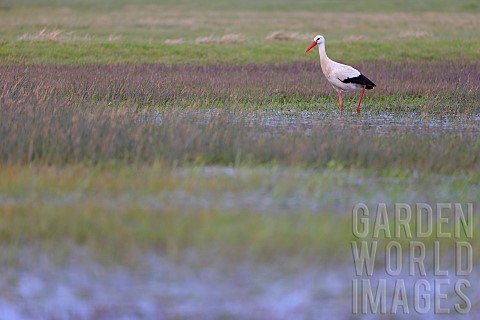 White_stork_Ciconia_ciconia_on_a_wetland_in_the_Cotentin_and_Bessin_Regional_Park_Normandy_France