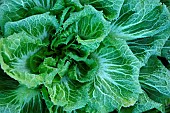 Scarole (Cichorium endivia latifolium), frost-covered leaves in winter, Hérault, France