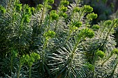 Euphorbia (Euphorbia characias) and the beginning of their inflorescences, Hérault, France
