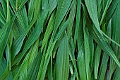 Collecting leaves of Narrowleafplantain (Plantago lanceolata) for drying and use in herbal tea, Hérault, France