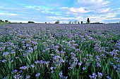 Field of Lacy Phacelia (Phacelia tanacetifolia) in bloom, Hérault, France
