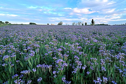 Field_of_Lacy_Phacelia_Phacelia_tanacetifolia_in_bloom_Hrault_France