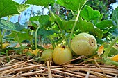 Lemon cucumber in the vegetable garden - Cucumis sativa Lemon - France