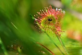 Round-leaved sundew (Drosera rotundifolia) having captured an insect, Massif du Caroux et de lEspinou, Hérault, France