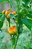 Plant of Pumpkin peppers - Paradicsom Alaku, hérault, France
