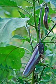 Eggplant baguette plant, Solanum melongena L., Hérault, France