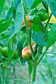 Plant of Pumpkin peppers - Paradicsom Alaku, hérault, France