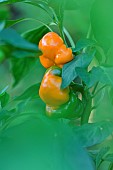 Plant of Pumpkin peppers - Paradicsom Alaku, hérault, France