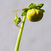 Speckled bush-cricket (Leptophyes punctatissima) Male on a dahlia bud near a house, Auvergne, France