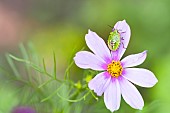 Young Southern Green Stink Bug (Nezara viridula) on a Cosmos flower (Cosmos sp), Auvergne, France