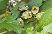 Southern Green Stink Bug (Nezara viridula) Young gathered on leaves, Auvergne, France