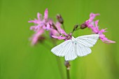 Black-veined Moth (Siona lineata) on a Ragged robin (Silene flos-cuculi), Auvergne, France