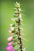 Aphid breeding by red ants (Myrmica rubra) on a purple foxglove (Digitalis purpurea) in late spring: ants are very fond of aphid honeydew, which can be an important food source for them. Auvergne, France