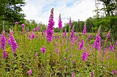 Purple foxglove (Digitalis purpurea) in a clearing in summer, Auvergne, France