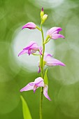 Red Helleborine (Cephalanthera rubra) in flower in an undergrowth - Allier - Auvergne