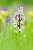 Green-Winged Orchid (Anacamptis morio) in a meadow in spring, Auvergne, France