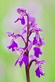 Green-Winged Orchid (Anacamptis morio) in a meadow in spring, Auvergne, France